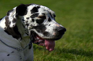 duitse dog Bridget