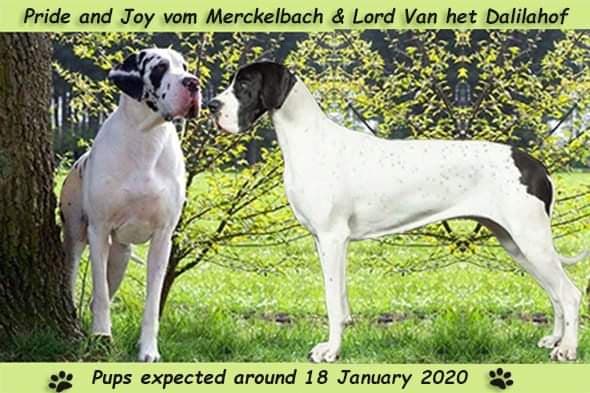 dekbericht pride en lord