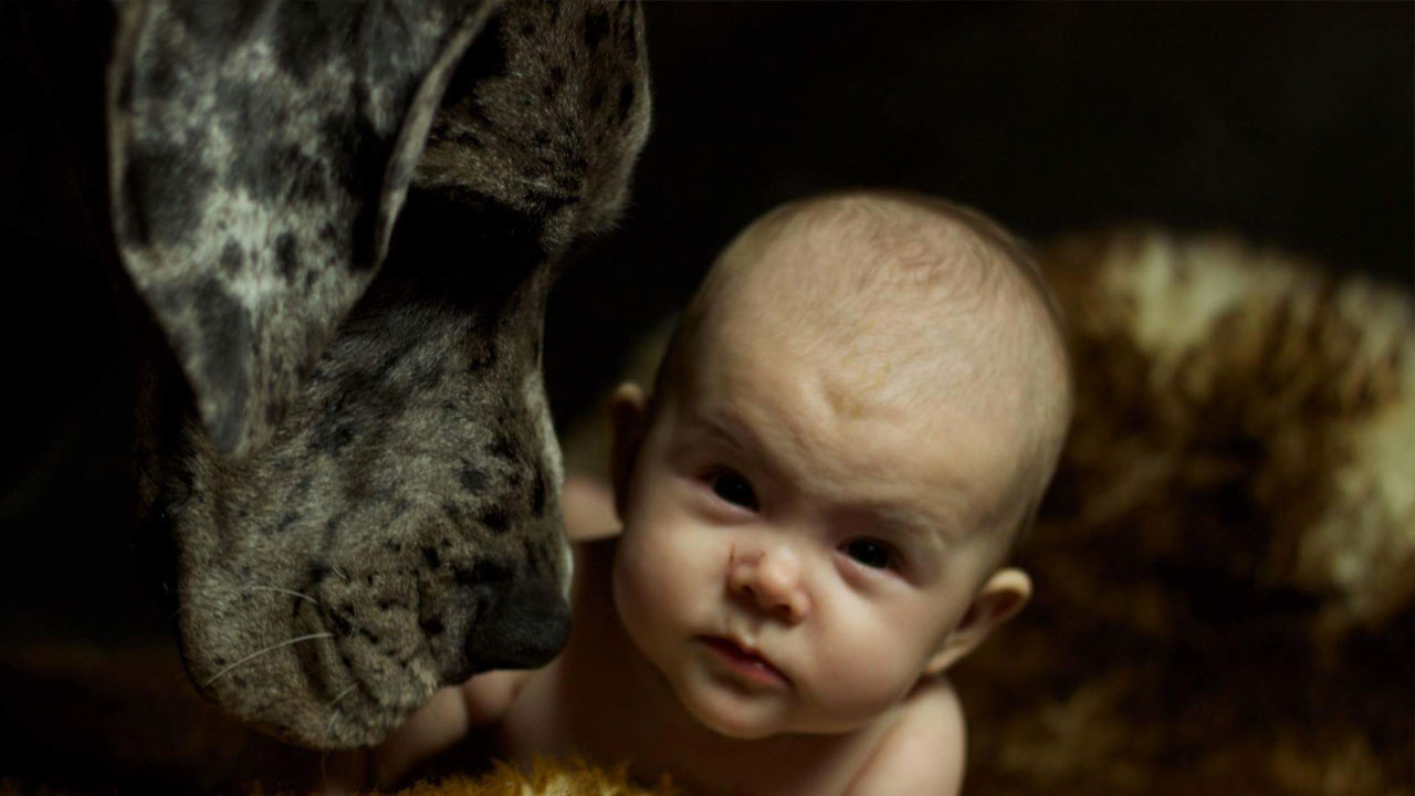 duitse dog met baby
