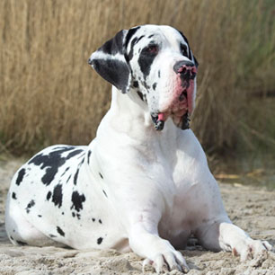 duitse dog Lord 