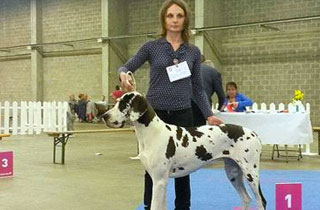 duitse dog mara