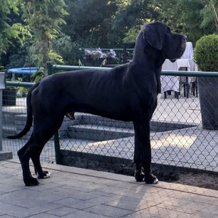 duitse dog Olek