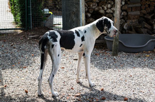 duitse dog Princess of Danes