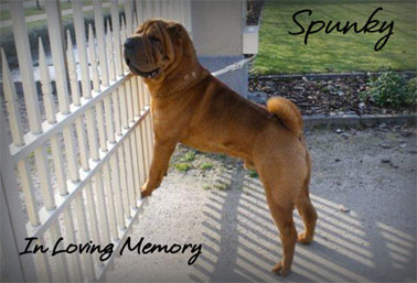 spunky